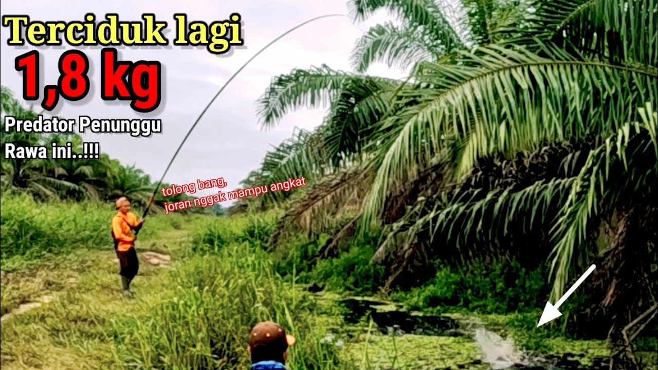 1,8 Kg TERCIDUK ‼️ GABUS BONSAI SEGEDE BETIS PENUNGGU KUBAGANGAN MEMBUAT SI PEMANCING KEWALAHAN