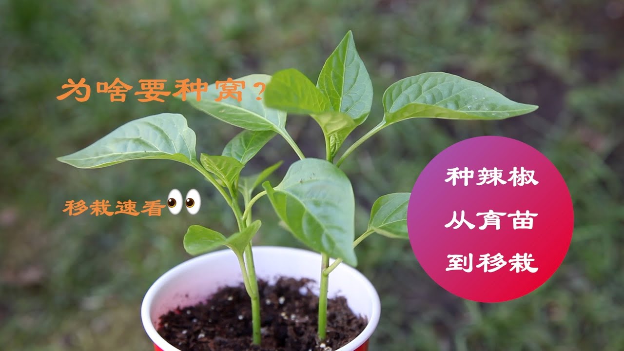 种辣椒从育苗到移栽，方法超级简单｜辣椒为何要种窝？｜幼苗要不要掐尖？千万别做错了｜how to grow chilli