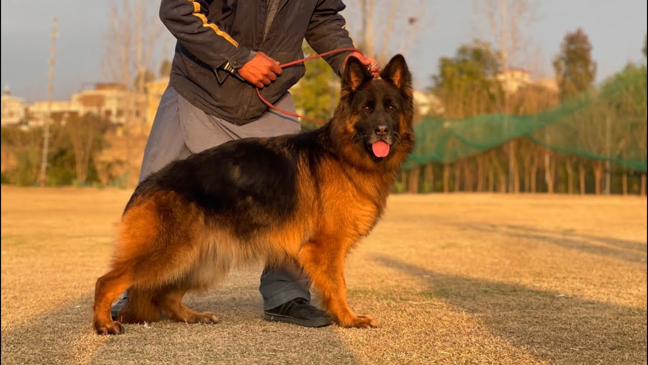 CUP DogShow Islamabad | GSD Pakistan