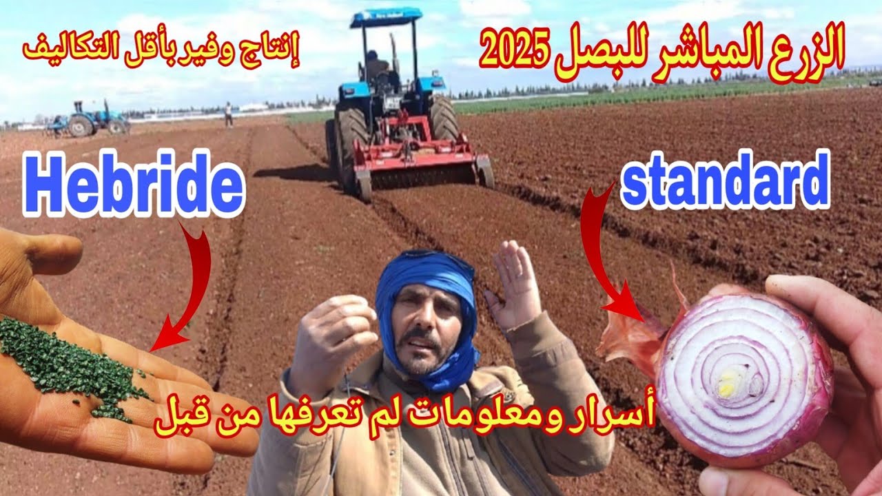 أسرار الزرع المباشر للبصل اي فلاح مقبل على زراعة البصلة الصيفية موسم 2025أجي تعرف شنو خاصك دير