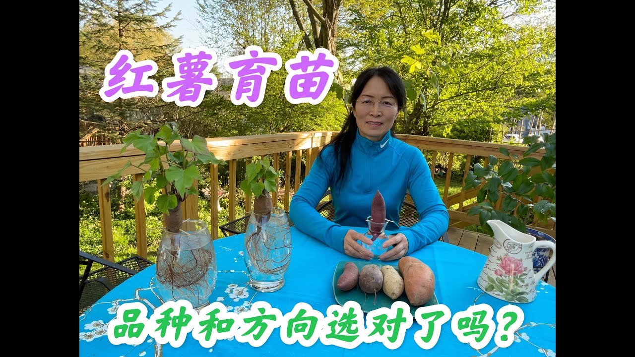 红薯水培育苗如何选择品种以及正确判断水培方向。#家庭有机种植