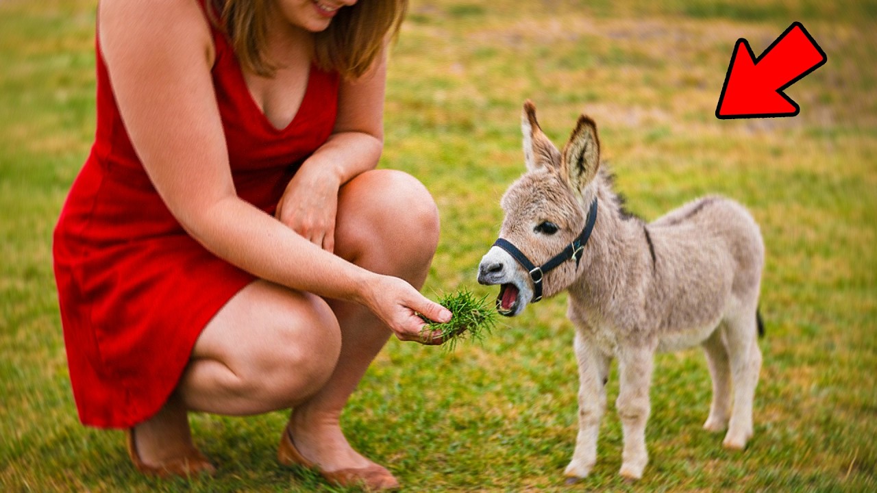 15 RAZAS RARAS DE MINI BURROS QUE DERRETIRÁN TU CORAZÓN