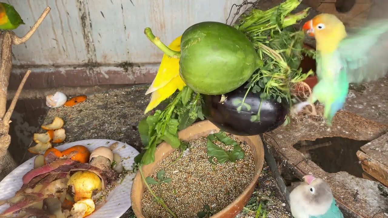 Adorable Lovebirds Moments ❤️ | Cutest Bird Video You’ll See Today!