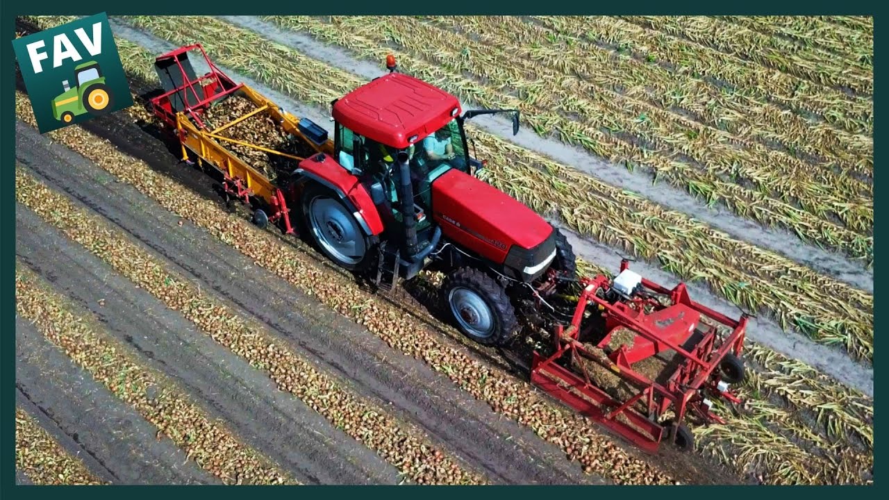 Uien rooien 2020 | Maclouis + Case MX 120