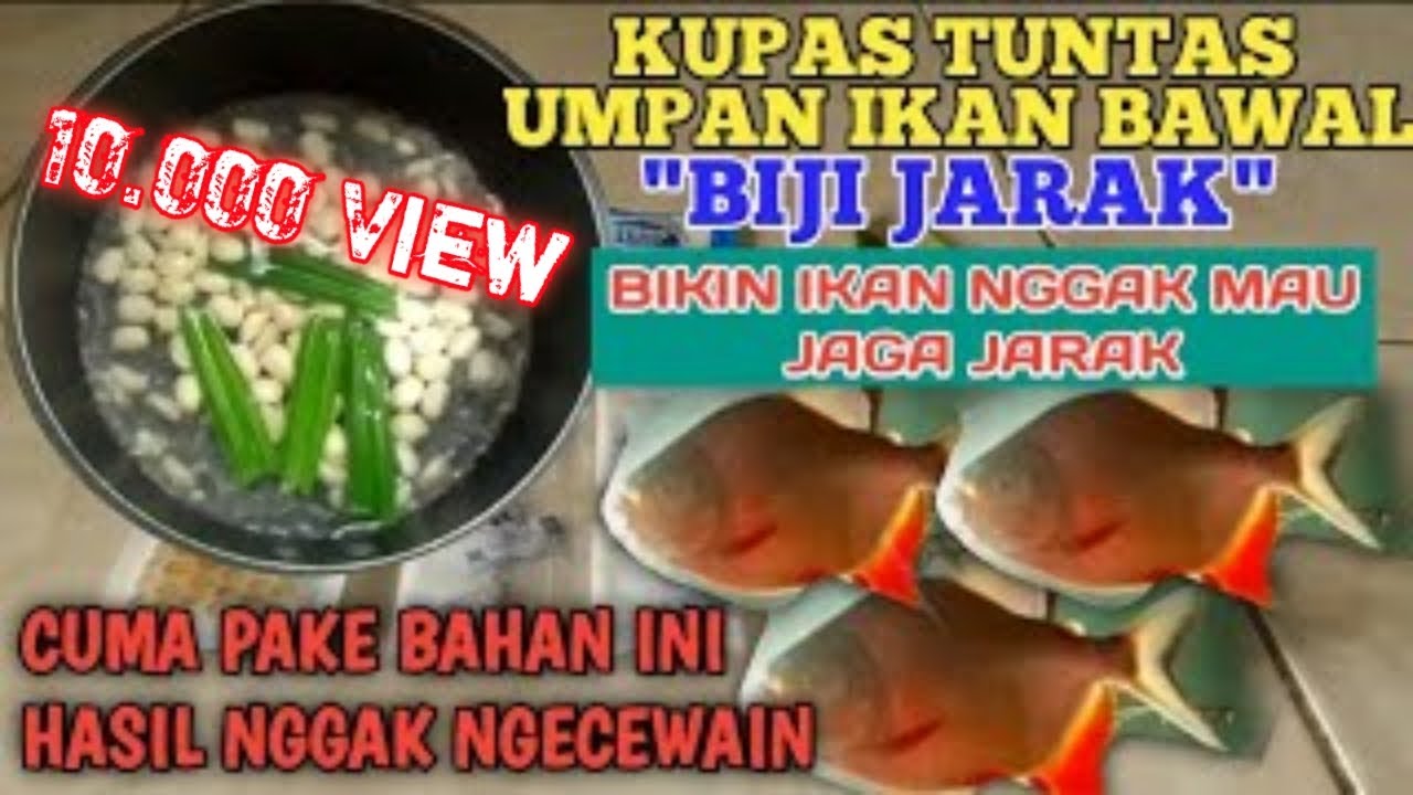 UMPAN IKAN BAWAL HARIAN DAN LOMBA || KUPAS TUNTAS RESEP DAN PROSESNYA ‼️ 