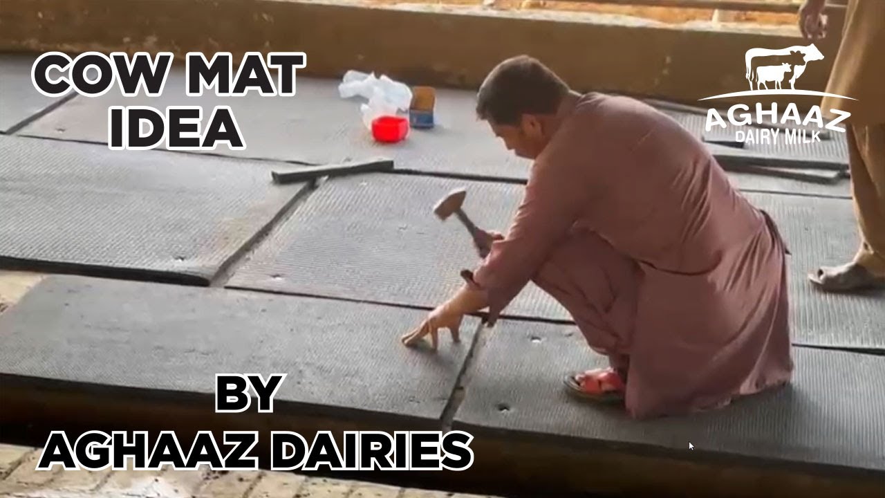 Aghaaz Dairies   Cow Rubber Mat Installation