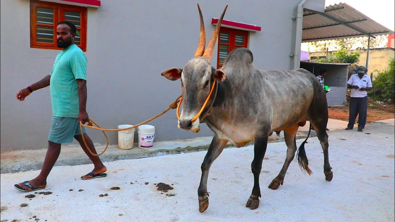 Aggressive Hallikar Jallikattu bull Running with Action Anekal Bajarangi