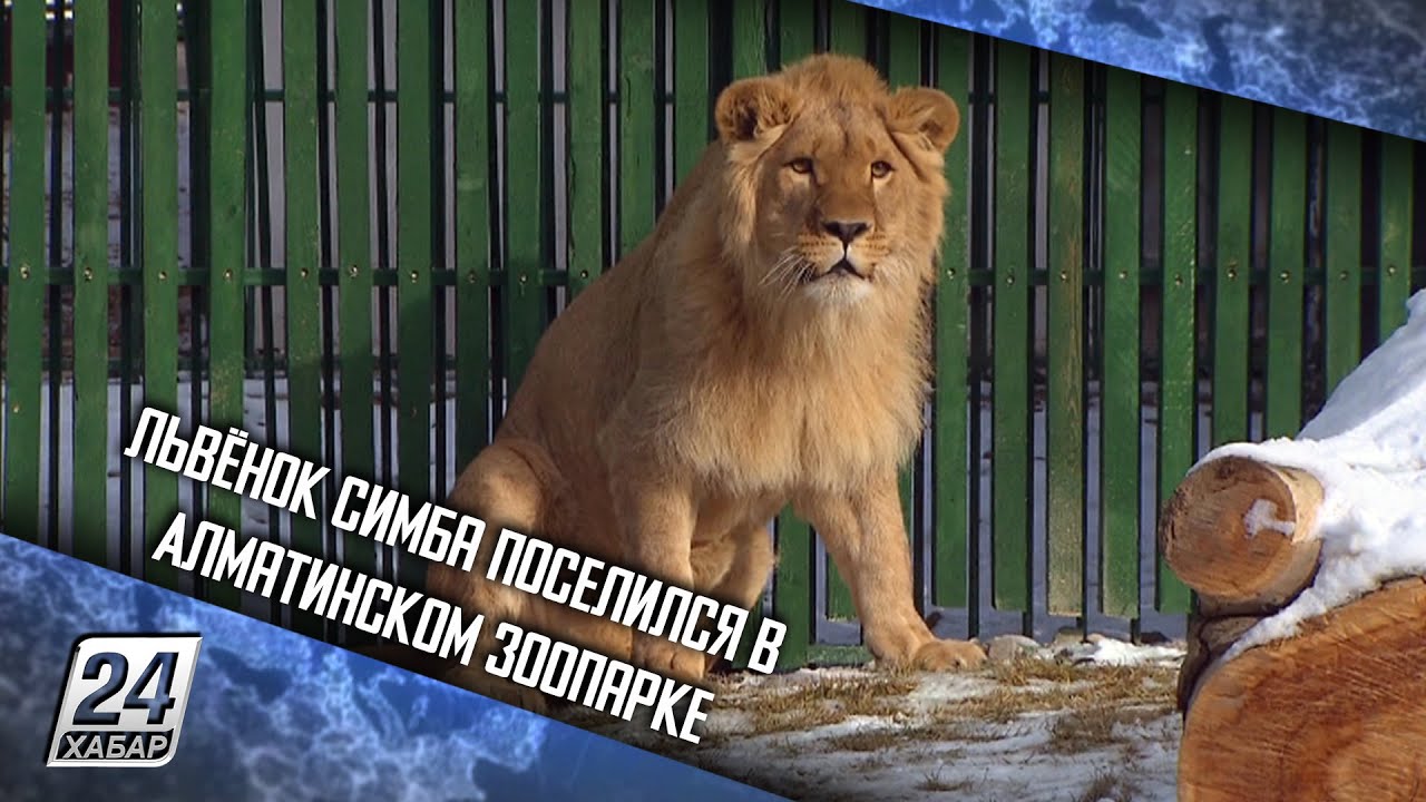 Львёнок Симба поселился в Алматинском зоопарке