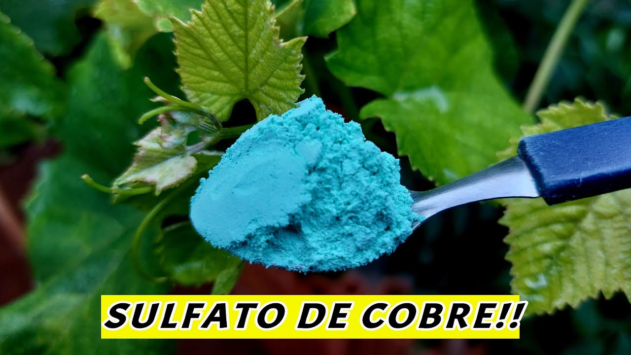 ACABE COM OS FUNGOS E OUTRAS DOENÇAS DA SUA VIDEIRA | SULFATO DE COBRE!!