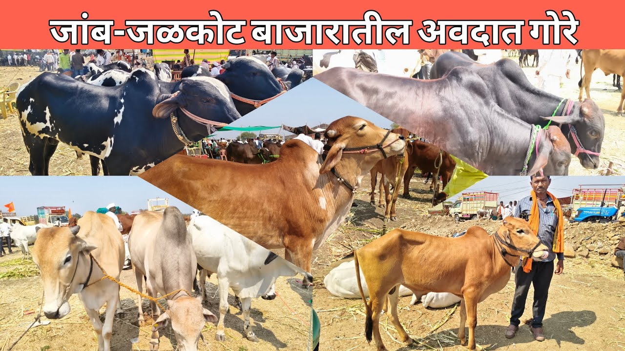 दि.20 फेब्रुवारी 2026 जांब-जळकोट बाजारातील अवदात व दोन दात गोरे जील्हा नांदेड 