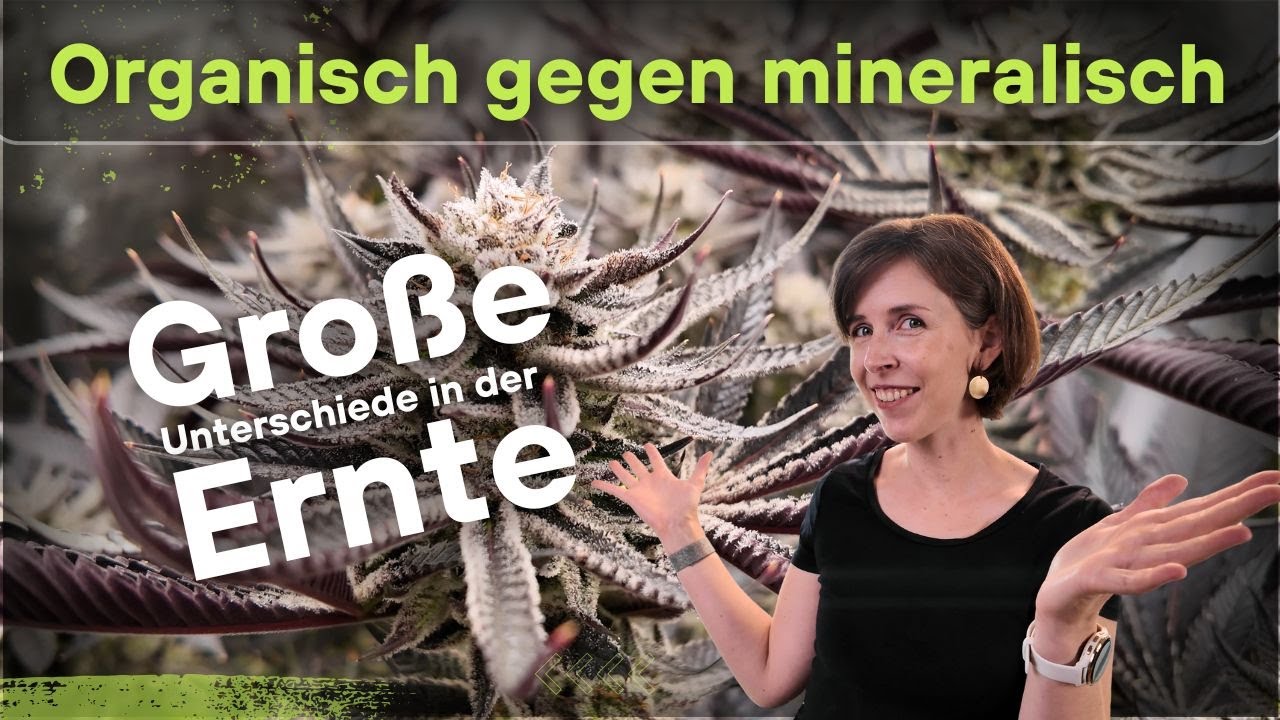 Die Ernte - Vergleichs-Grow: Organisch vs. Mineralisch Teil 3