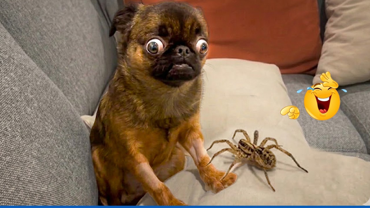 Try Not To Laugh 😂 This Dog's Reaction Is Priceless!