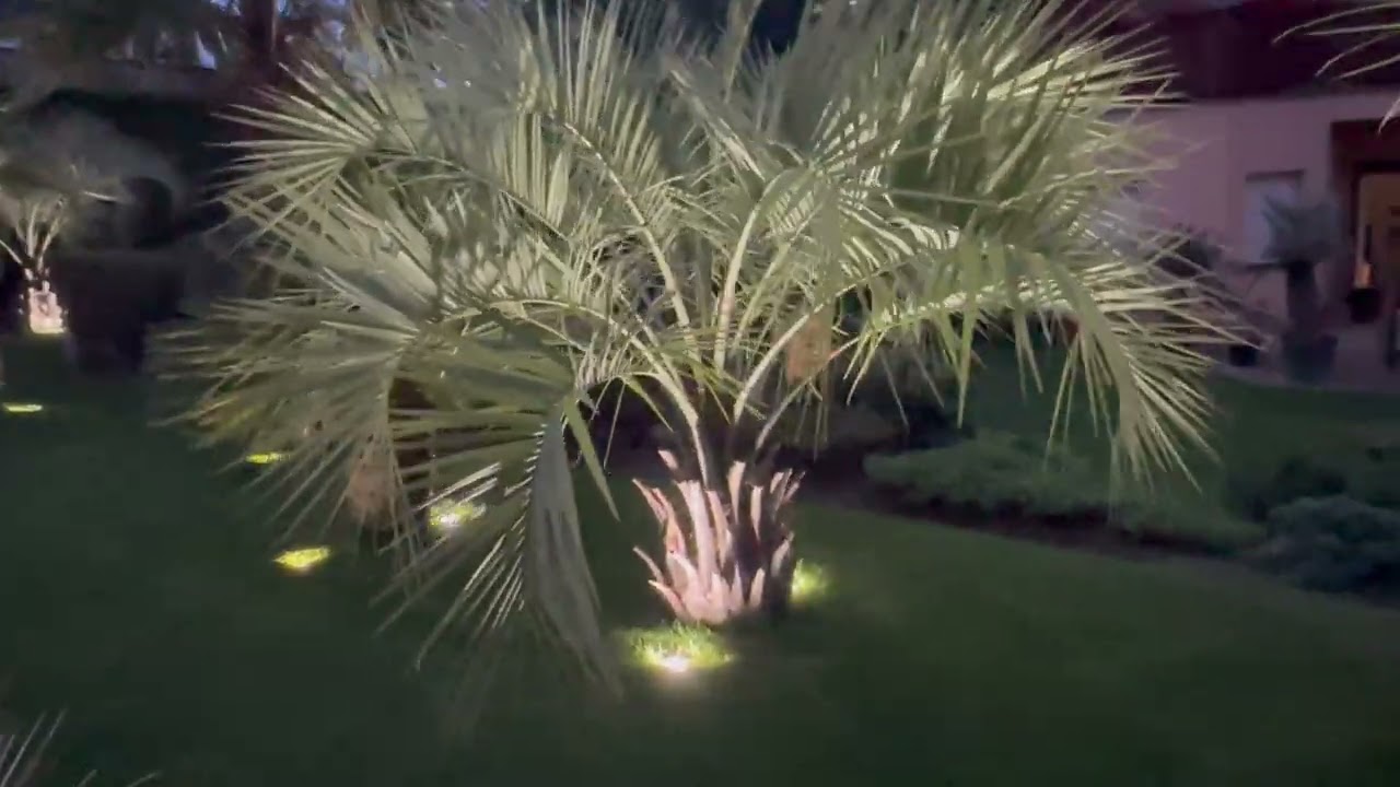 Palmy a Zahrady - Czech Republic  - Butia odorata - zimování - winterization -   2023.