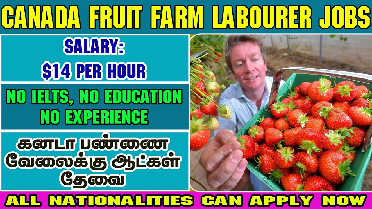Canada Farm Jobs|Salary: 1,50,000-2,00,000|Unskilled jobs|கனடா பண்ணை வேலைக்கு ஆட்கள் தேவை