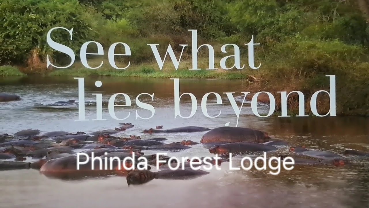 Phinda and the Forest Lodge