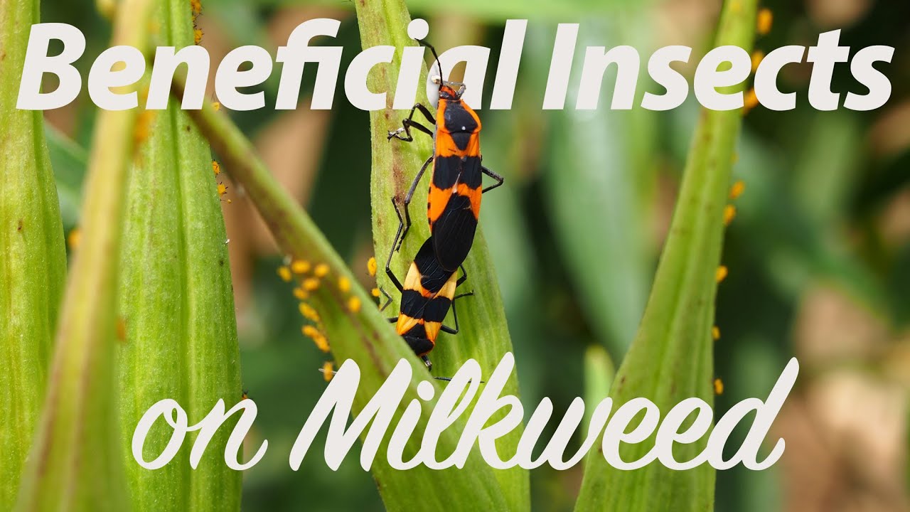 Beneficial Insects on Milkweed