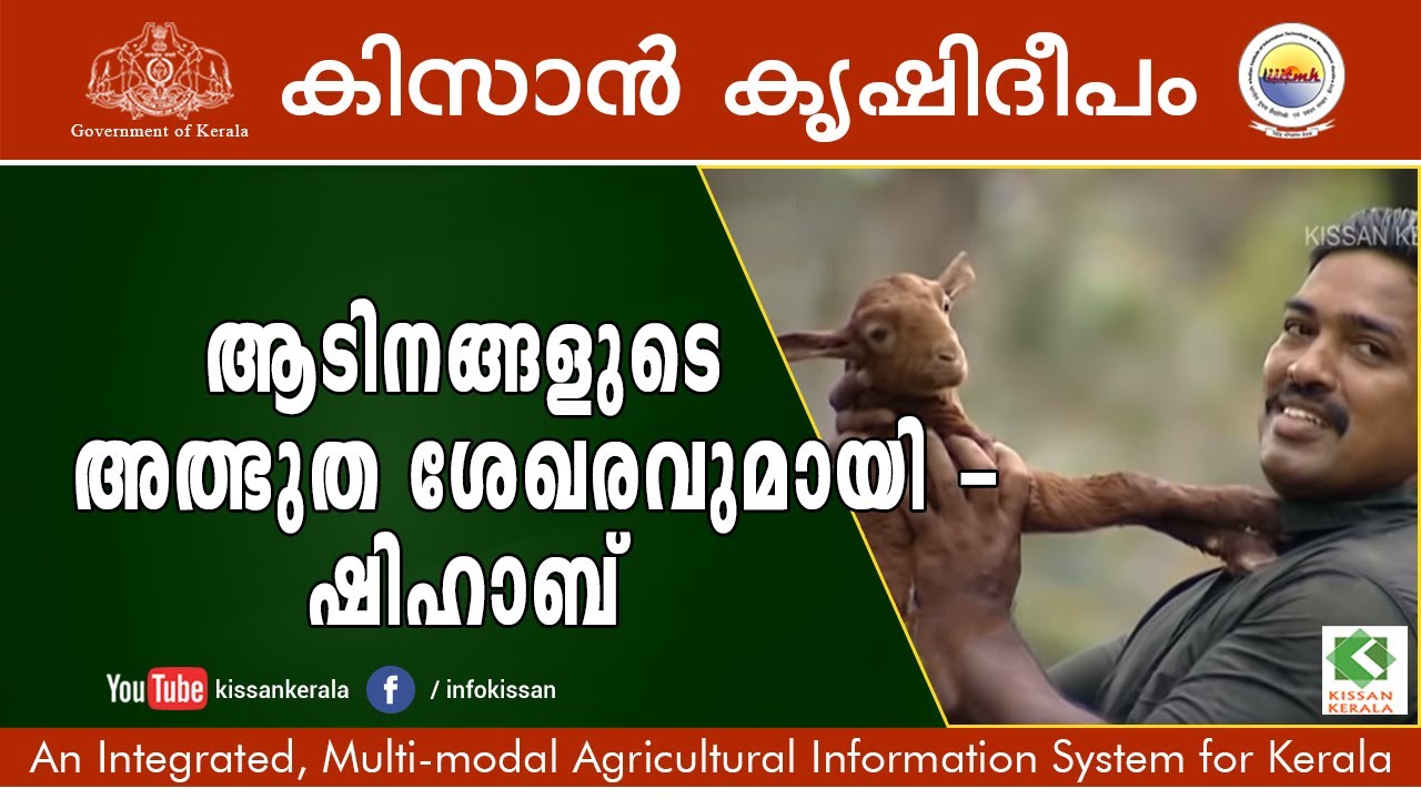 Variety breeds of goats in one shelter, Kollam