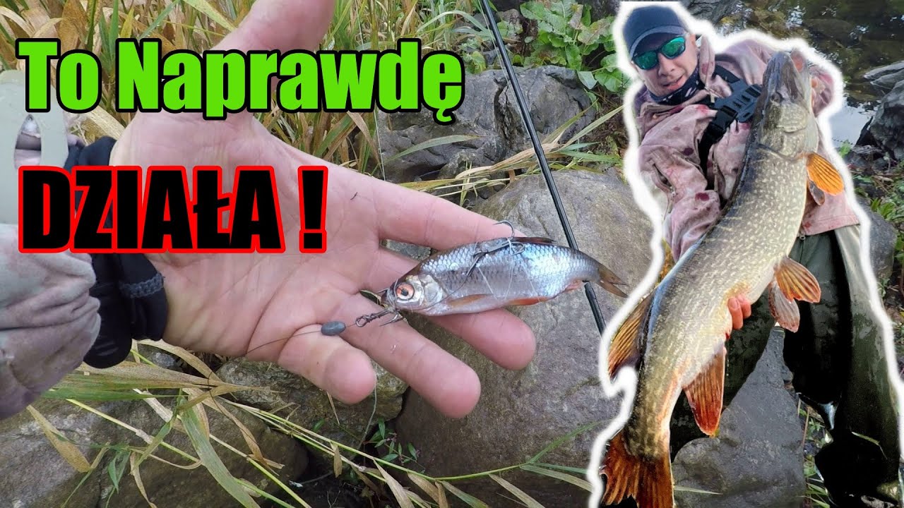 SZCZUPAK 110 cm NA NIELEGALNĄ Metodę !