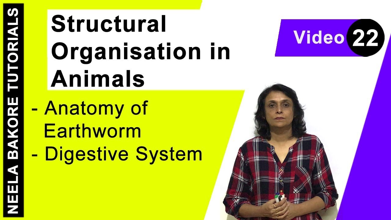 Structural Organisation in Animals | NEET | Anatomy of Earthworm - Digestive System | Neela Bakore