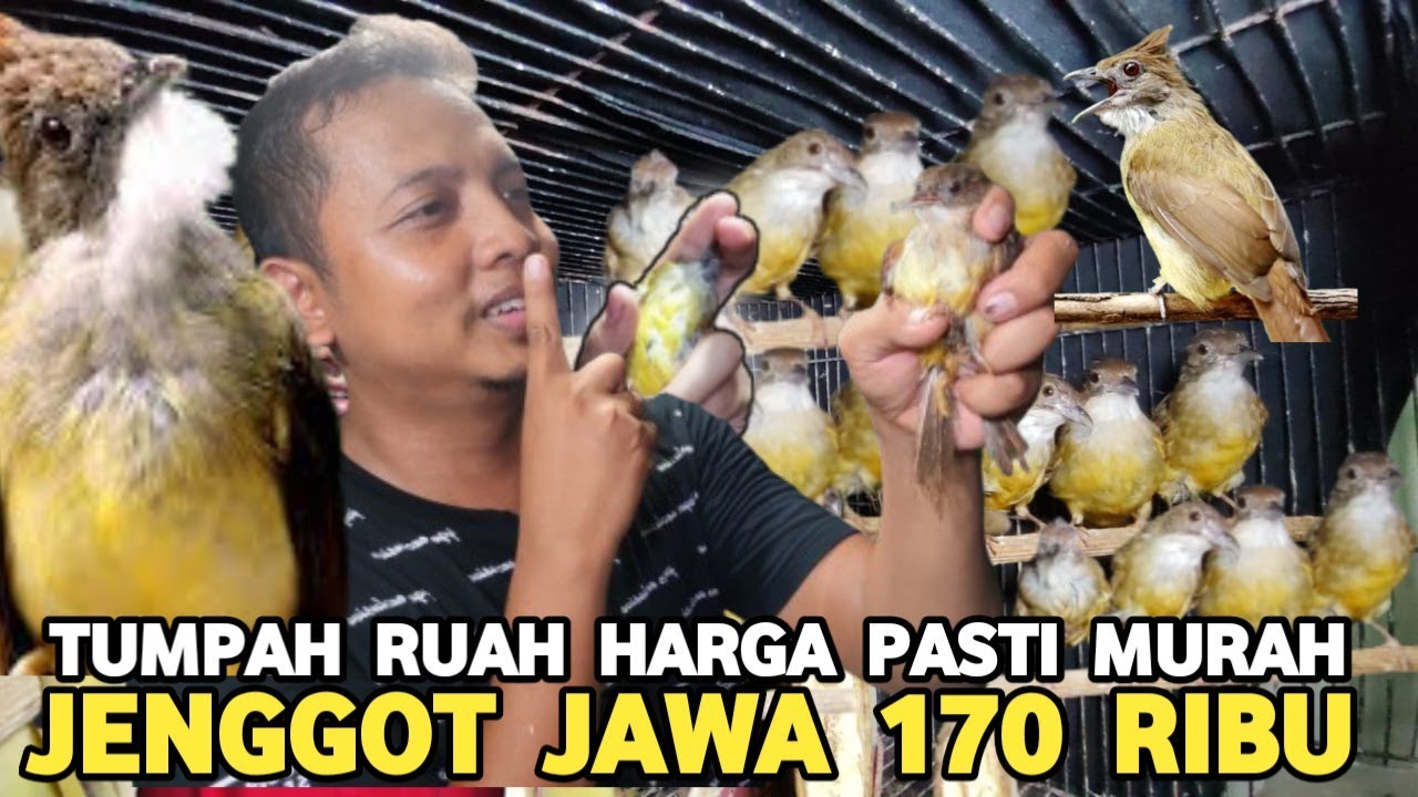 BANTING HARGA CUCAK JENGGOT JAWA CUMA 170 RIBU SANGER JTN 200 RIBUAN DI PASAR BURUNG PRAMUKA