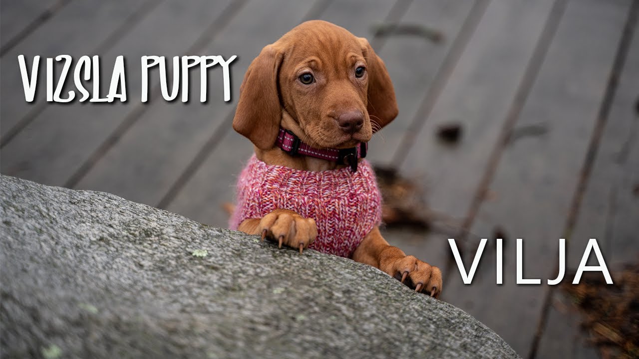 BRINGING HOME OUR HUNGARIAN VIZSLA PUPPY - VILJA