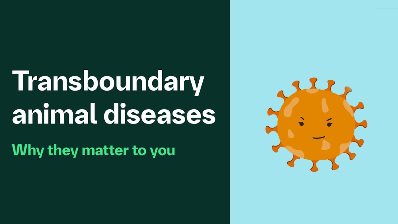 What are transboundary animal diseases?