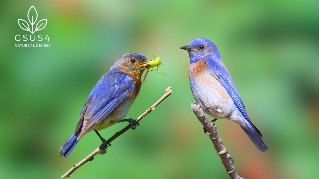 Relax with Bird Sounds for 11 hours ~ Beautiful Birds Sound | Relaxing Nature Ambience Meditation