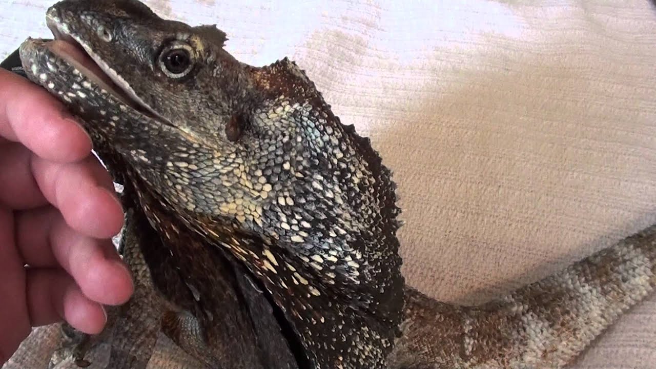 REX my male frilled dragon