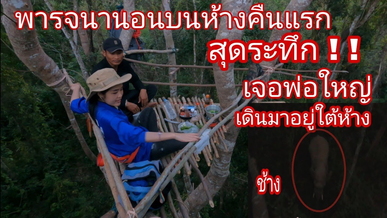 Elephant สุดระทึก พารจนานอนบนห้างคืนแรก เจอพ่อใหญ่เดินมาอยู่ใต้ห้าง ep.53