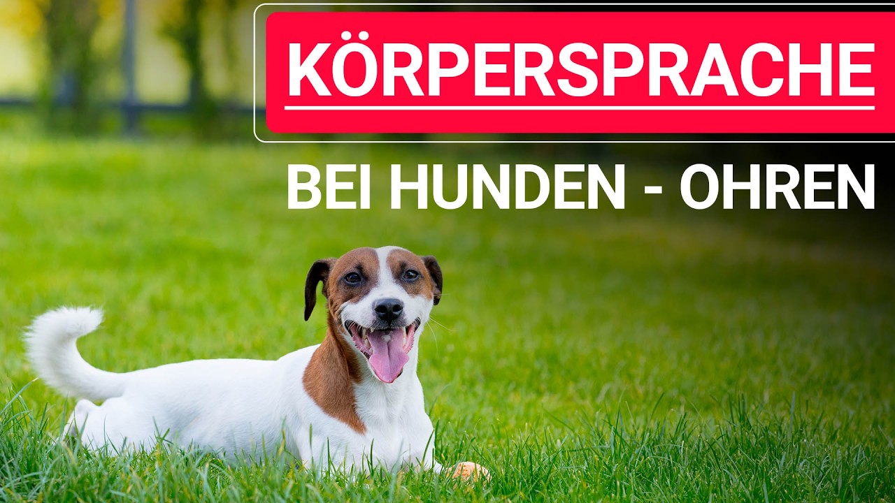 💥🐶 K&ouml;rpersprache bei Hunden ➡️ K&ouml;rpersprache Hund Ohren ➡️ Erkl&auml;rvideo 🐕💥✔️