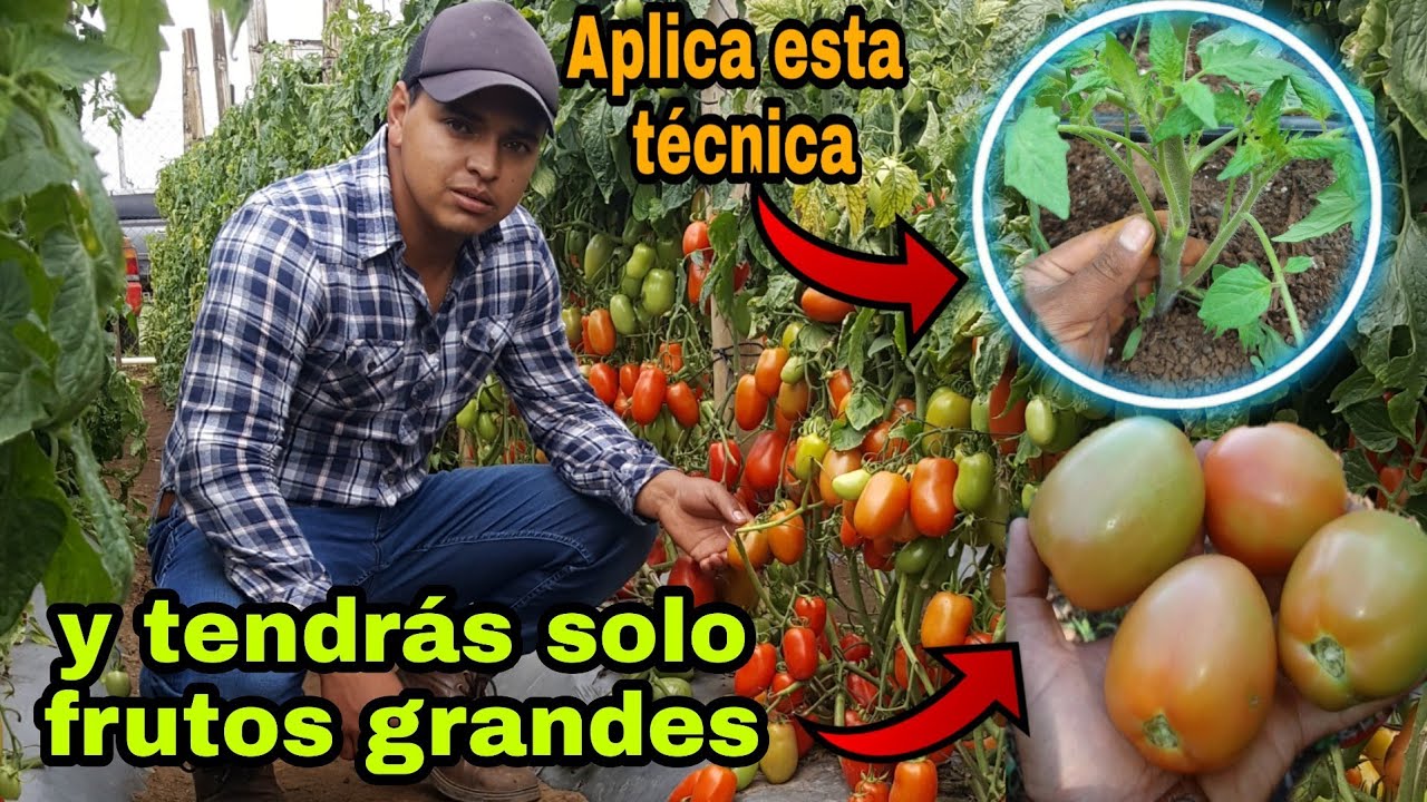Obten solo tomates grandes aplicando esta técnica/deshije y poda en tomate.