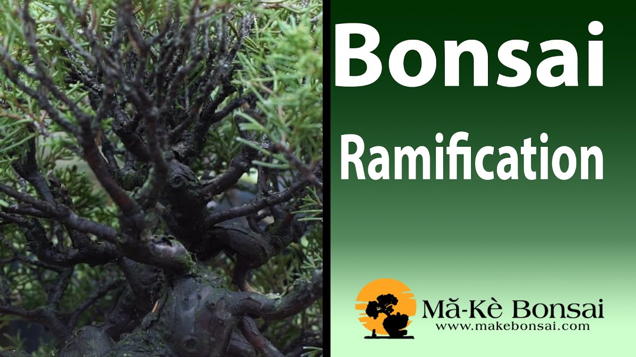 97) Bonsai Ramification of Branches