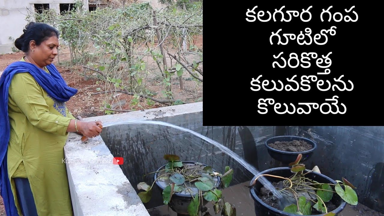 How to Grow Lotus Pond at Home/ Making Lotus Pond Using Flower Pots Very Easy / Repotting Lotus