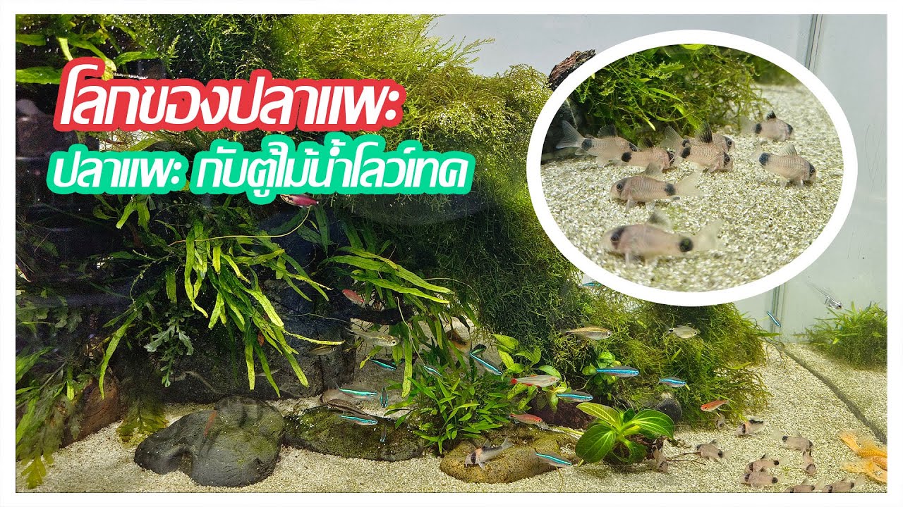 โลกของปลาแพะ : ปลาแพะ กับตู้ไม้น้ำโลว์เทค