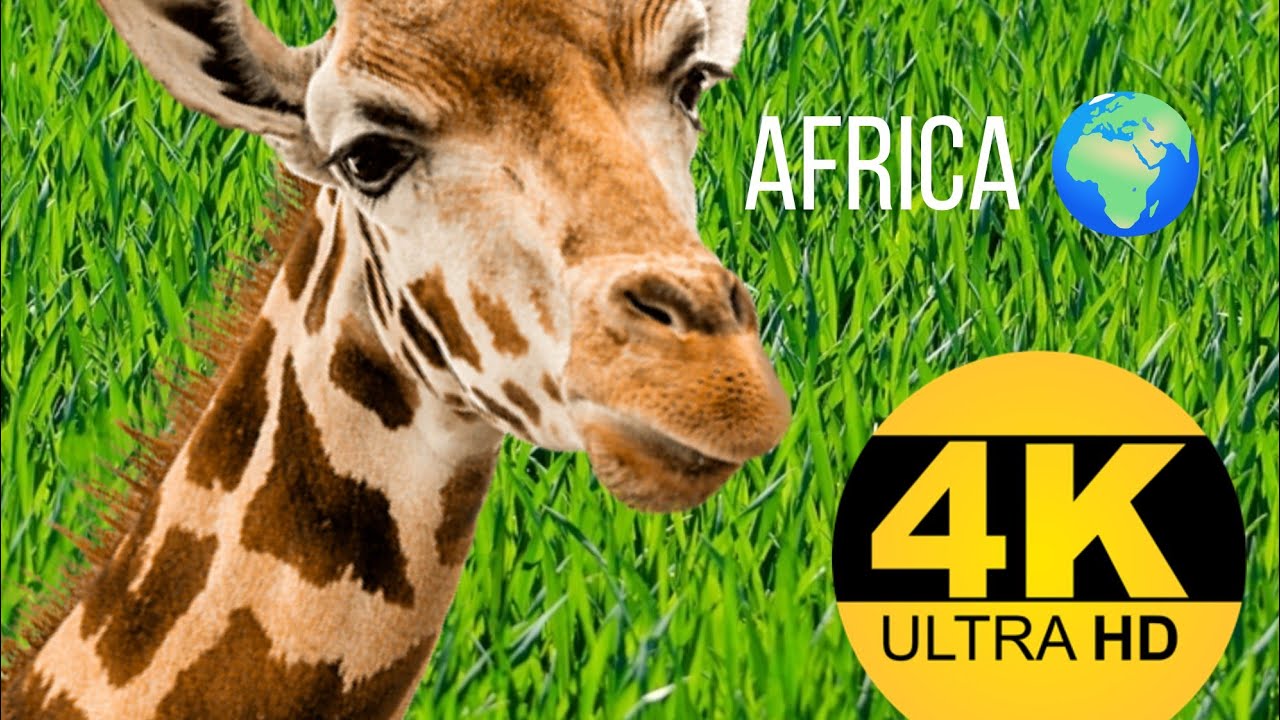4K VIDEO (UTRAHD) AFRICAN WILDLIFE FASCINATING BEAUTY