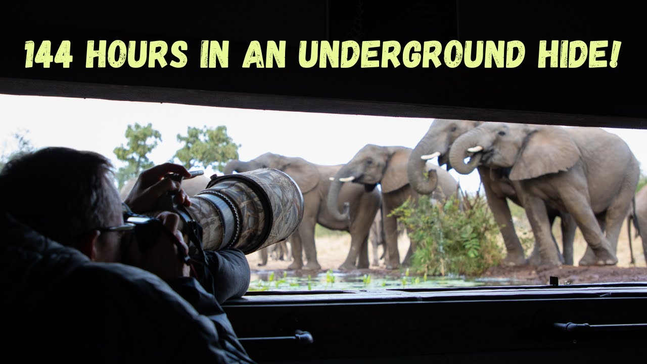I spent 144 hours in Umgede Underground Hide at Antares Bush Camp!