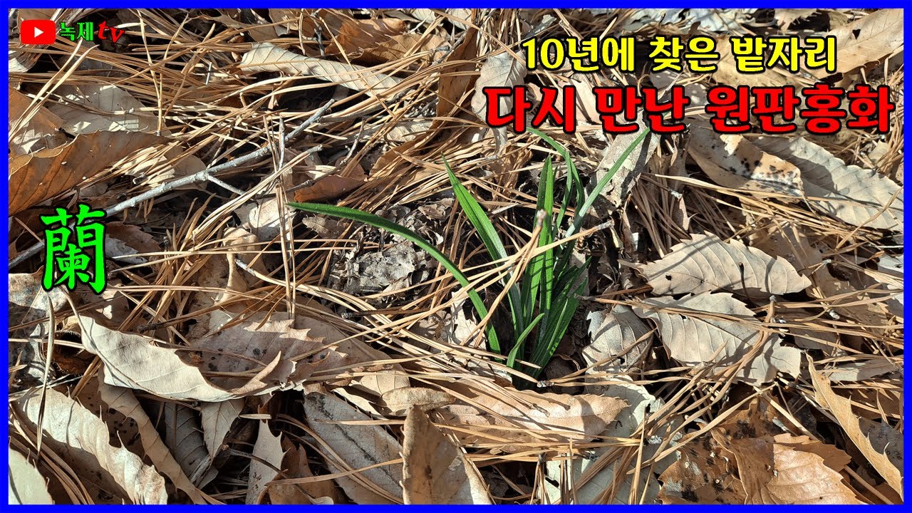 원판홍화를 만났던 산을 올라 10년만에 해후를 하였습니다.