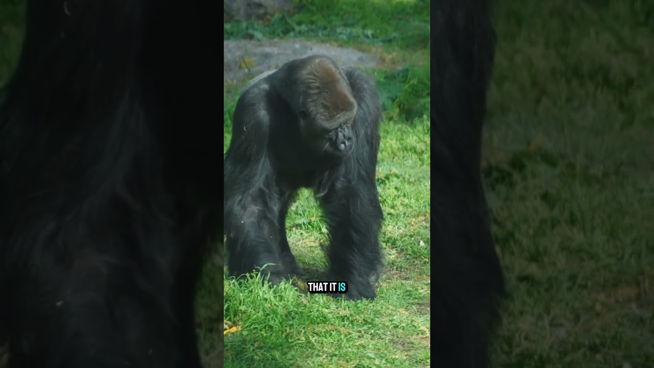 Gorillas Sing Softly While Eating Their Food 