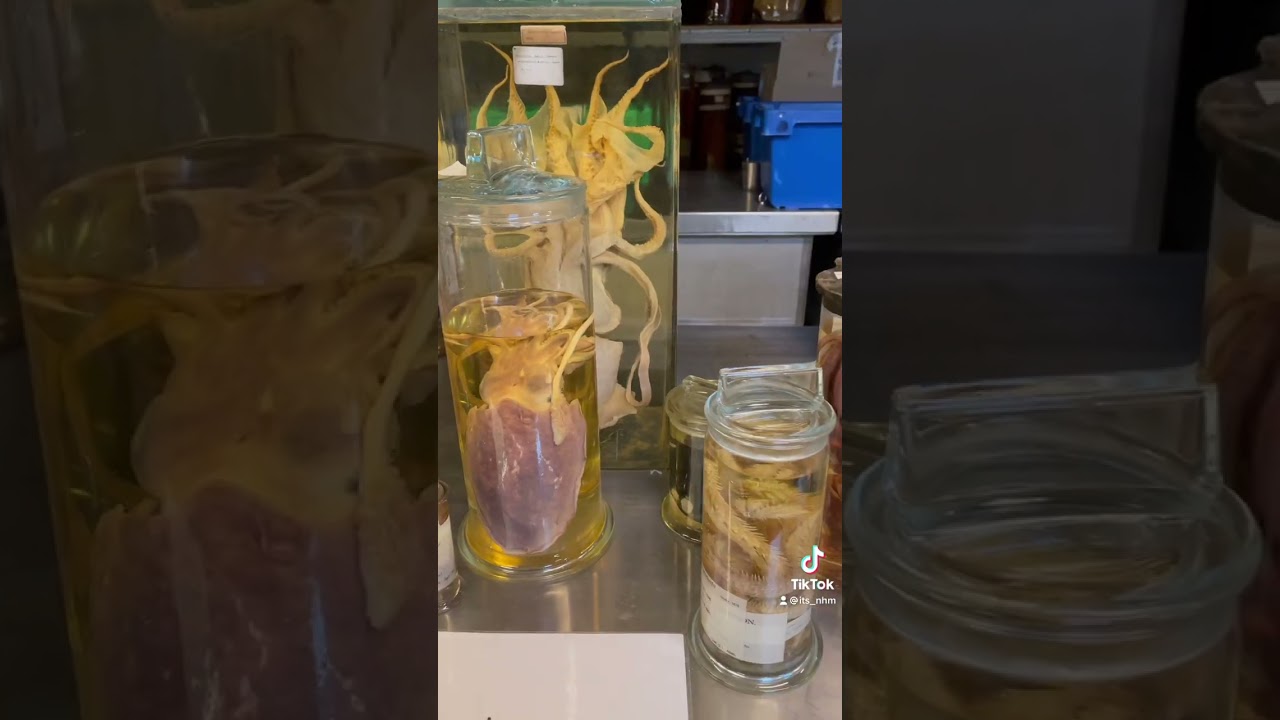 Did you know we have scientists at the Natural History Museum 