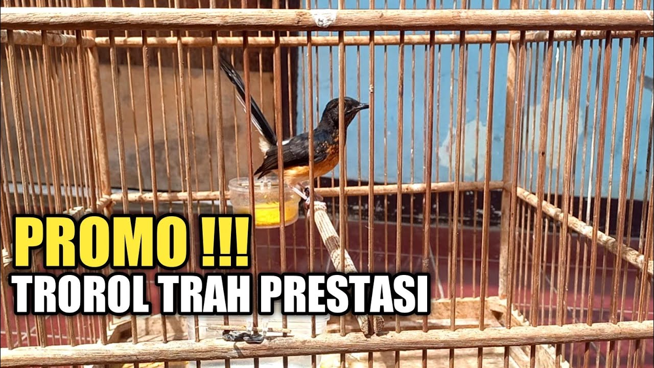 BONGAR !!! TRAH SINGA CANDRA SAN ASOKA