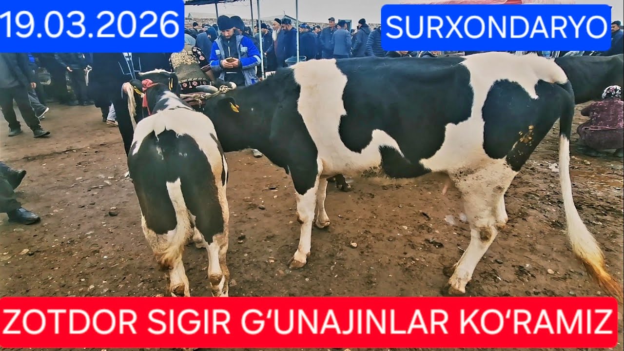 19.03.2026 SURXONDARYO SARIOSIYO PAYSHANBI BOZORIDAN BOLALI SIGIR GʻUNAJIN BUGʻOZ SIGIR NARXLARI