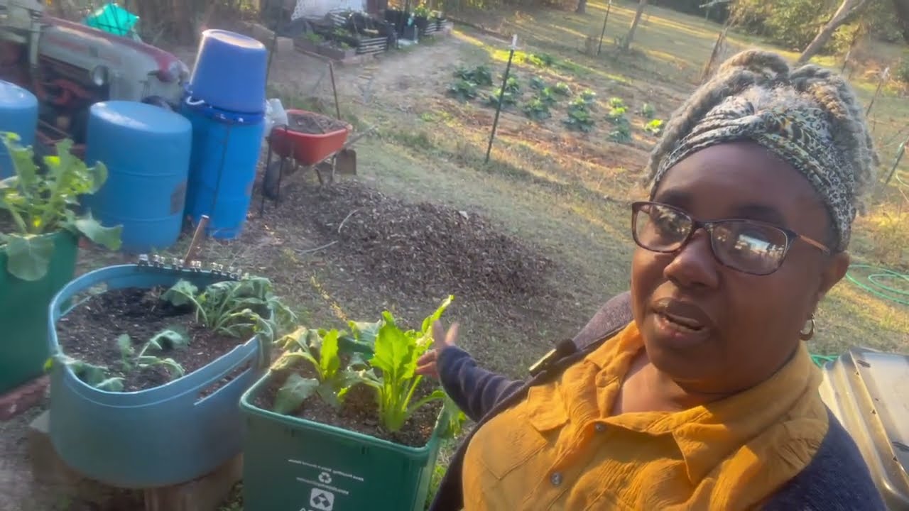Post-Harvest Garden Care | Trimming Leaves & Plant Recovery #gardencommunity 