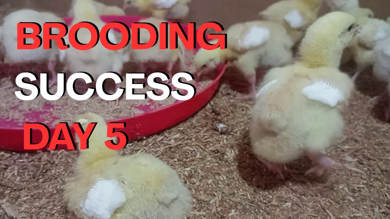 How To Raise Cobb500 Broilers With Zero Mortality Day 5 Update