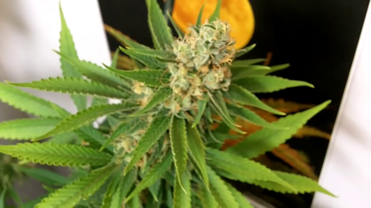 Subcool's Vortex Day 50.MOV