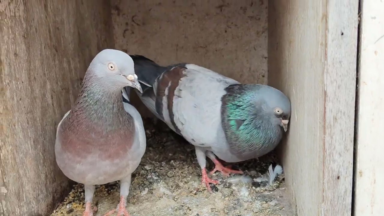 #pigeon desi kabootar 🕊️🔥💪🔥