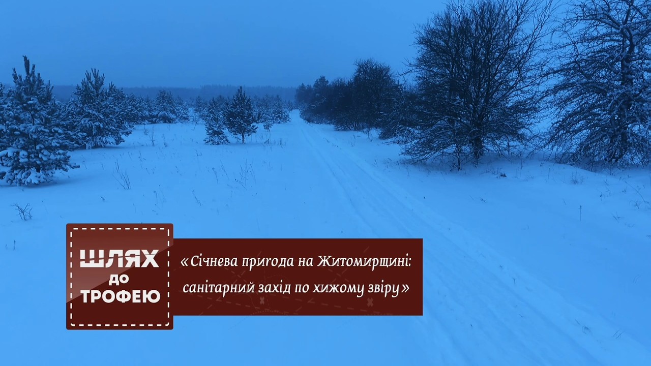 Січнева пригода на Житомирщині: санітарний захід по хижому звіру  ▶ Шлях до трофею №121 ▶Трофей
