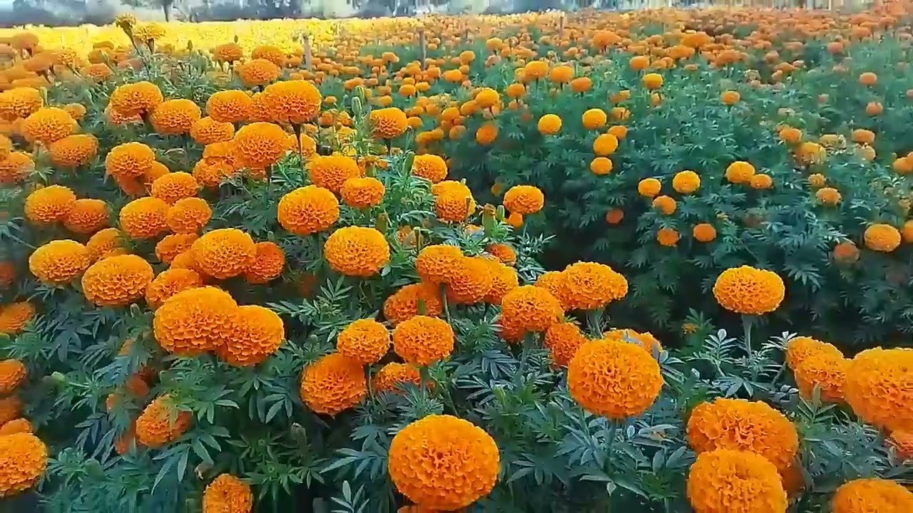 empire Orange indus Marigold