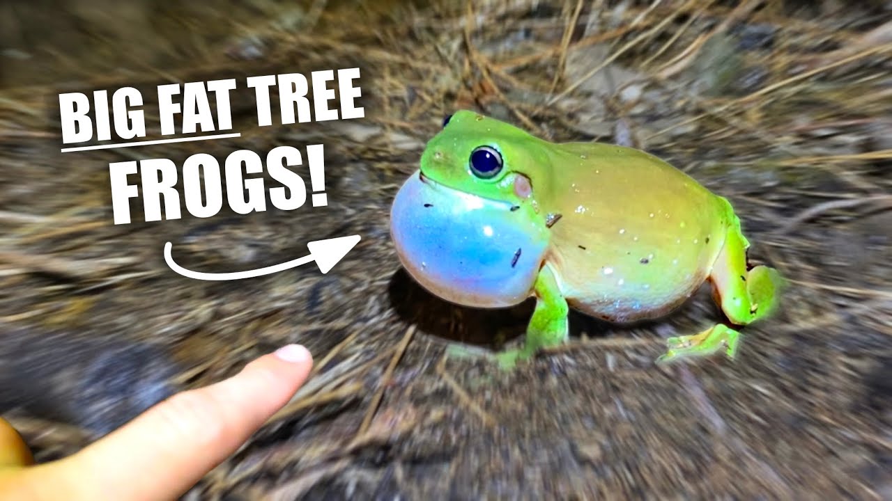 I Found HUNDREDS of Aussie Frogs in 1 Night!