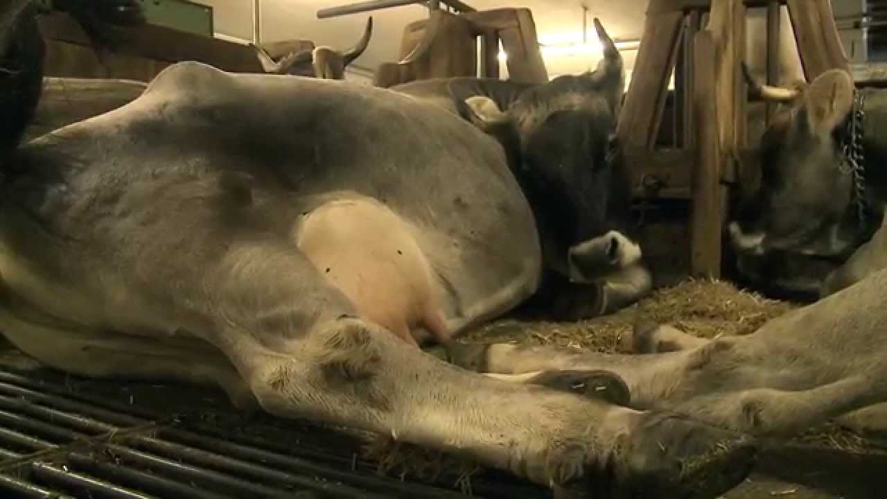 Typische Ötztalerin für Fleisch und Milch