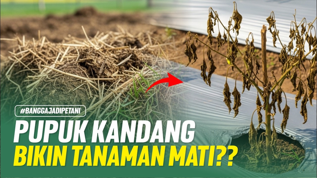 90% PETANI RUGI PAKAI PUPUK KANDANG‼️INI CARA APLIKASI YANG BENAR‼️